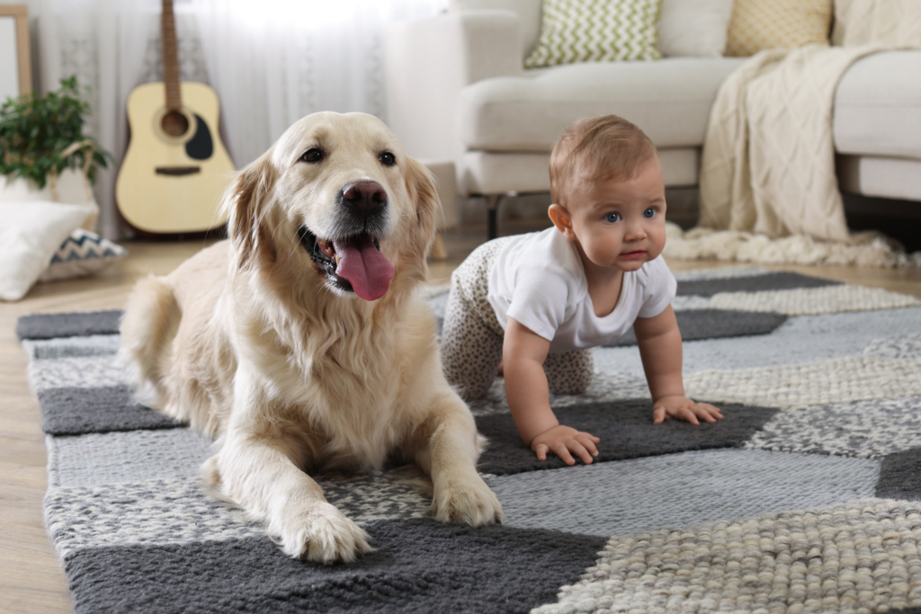 赤ちゃんが生まれたら犬を飼うべき？子育て世帯におすすめの犬種とは？ Her Magazine